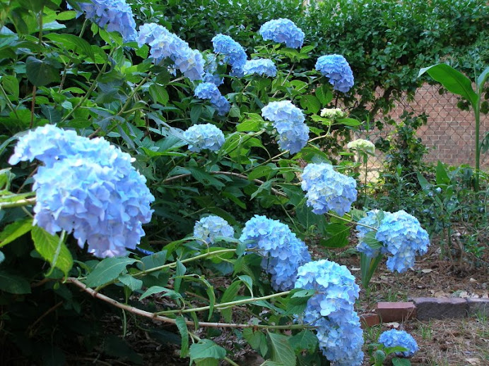Arthur in the Garden! How to make a bulb cage.